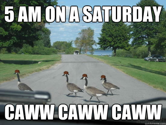 5 AM on a saturday CAWW CAWW CAWW  Scumbag Geese