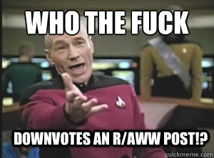 Who the fuck downvotes an r/aww post!?  Annoyed Picard