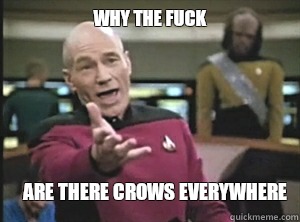 why the fuck are there crows everywhere  Annoyed Picard