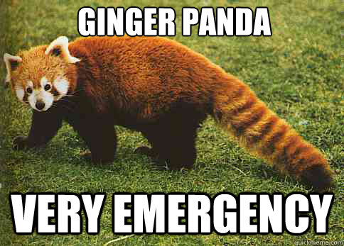 GINGER PANDA VERY EMERGENCY  Red panda