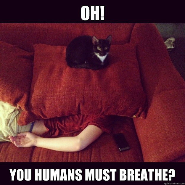 oh! You Humans must breathe?  jealous cat