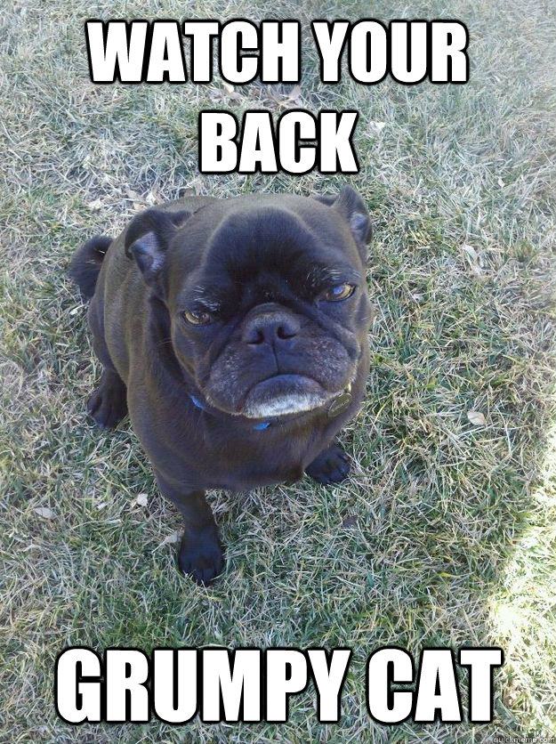 watch your back grumpy cat - watch your back grumpy cat  Misc