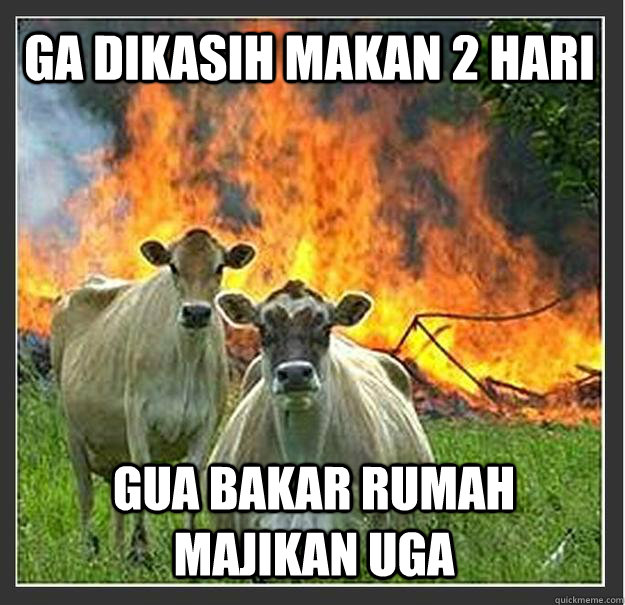 Ga dikasih makan 2 hari gua bakar rumah majikan uga  Evil cows