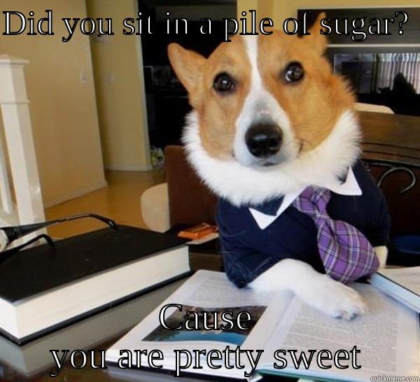 pile of sugar - DID YOU SIT IN A PILE OF SUGAR?  CAUSE YOU ARE PRETTY SWEET Lawyer Dog
