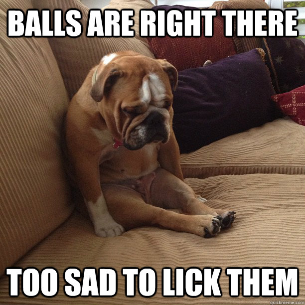 balls are right there too sad to lick them  depressed dog