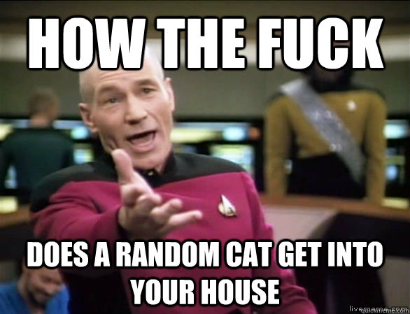 how the fuck does a random cat get into your house  Annoyed Picard HD