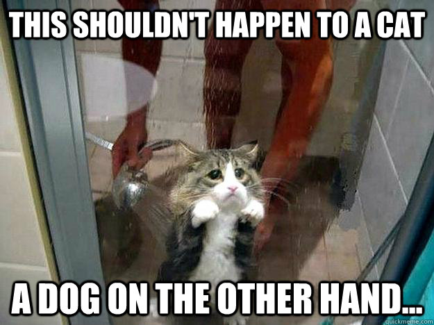 This shouldn't happen to a cat a dog on the other hand...  Shower kitty