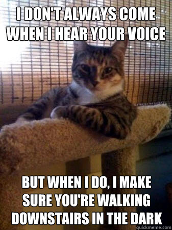 I don't always come when I hear your voice but when I do, I make sure you're walking downstairs in the dark  The Most Interesting Cat in the World