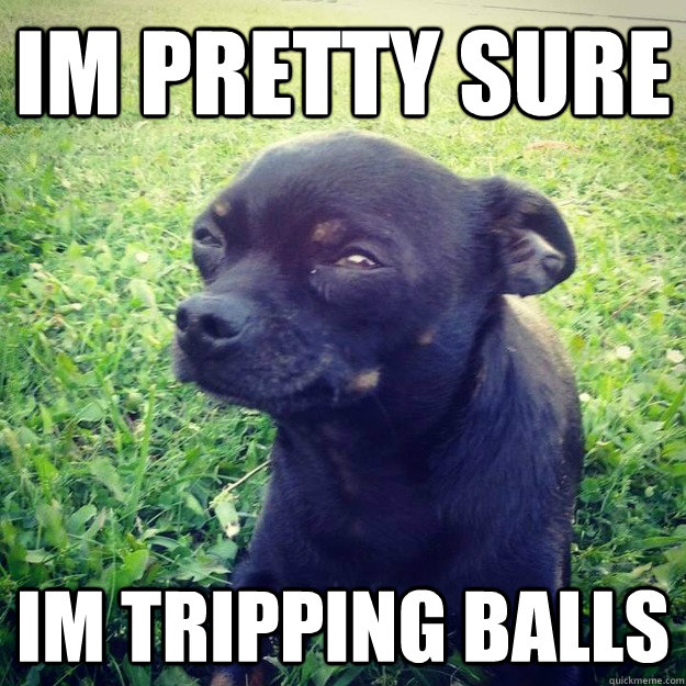 IM PRETTY SURE im tripping balls - IM PRETTY SURE im tripping balls  Skeptical Dog