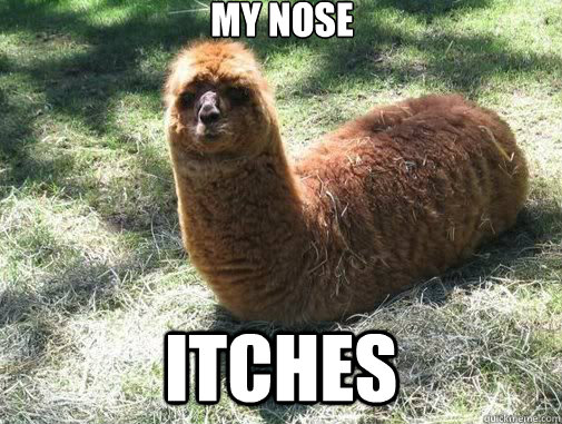 My Nose Itches  Alpacapillar