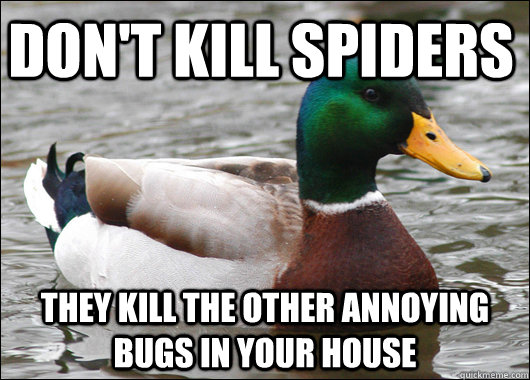 Don't kill spiders THey kill the other annoying bugs in your house  Actual Advice Mallard