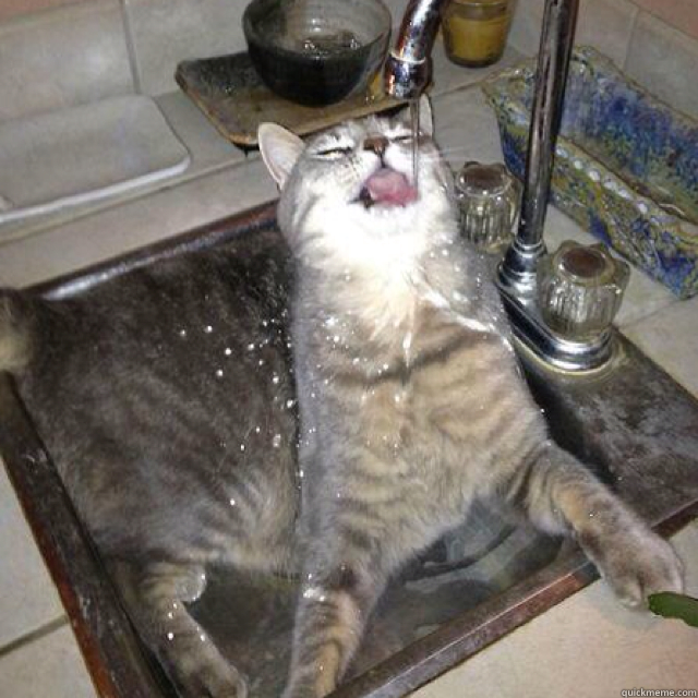  kitty takes shower quickmeme