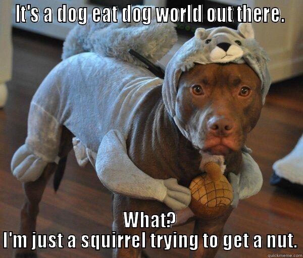 Dog Eat Dog World - IT'S A DOG EAT DOG WORLD OUT THERE. WHAT? I'M JUST A SQUIRREL TRYING TO GET A NUT. Misc