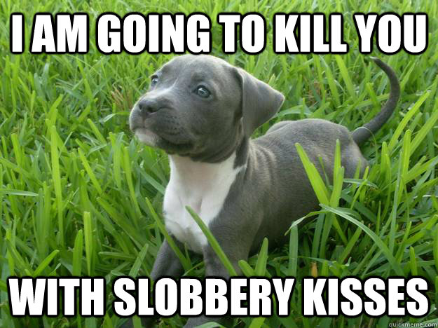 I AM GOING TO KILL YOU WITH SLOBBERY KISSES - I AM GOING TO KILL YOU WITH SLOBBERY KISSES  Killer Pit Bull Puppy