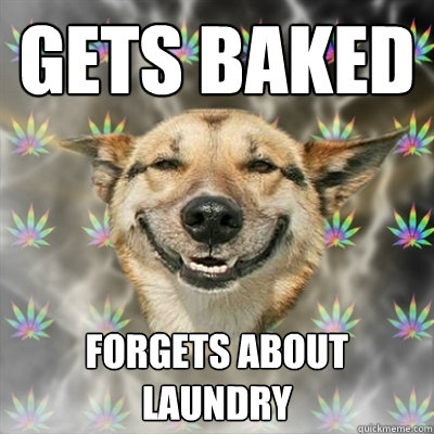 gets baked forgets about laundry  Stoner Dog