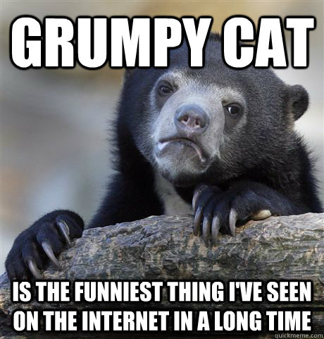 Grumpy cat is the funniest thing I've seen on the internet in a long time  Confession Bear