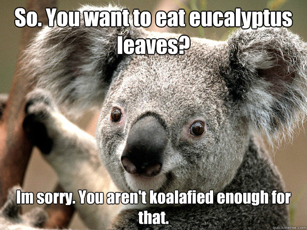 So. You want to eat eucalyptus leaves? Im sorry. You aren't koalafied enough for that. - So. You want to eat eucalyptus leaves? Im sorry. You aren't koalafied enough for that.  Evil Koala Bear