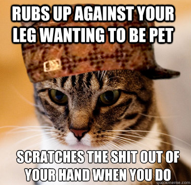 rubs up against your leg wanting to be pet scratches the shit out of your hand when you do  Scumbag Cat
