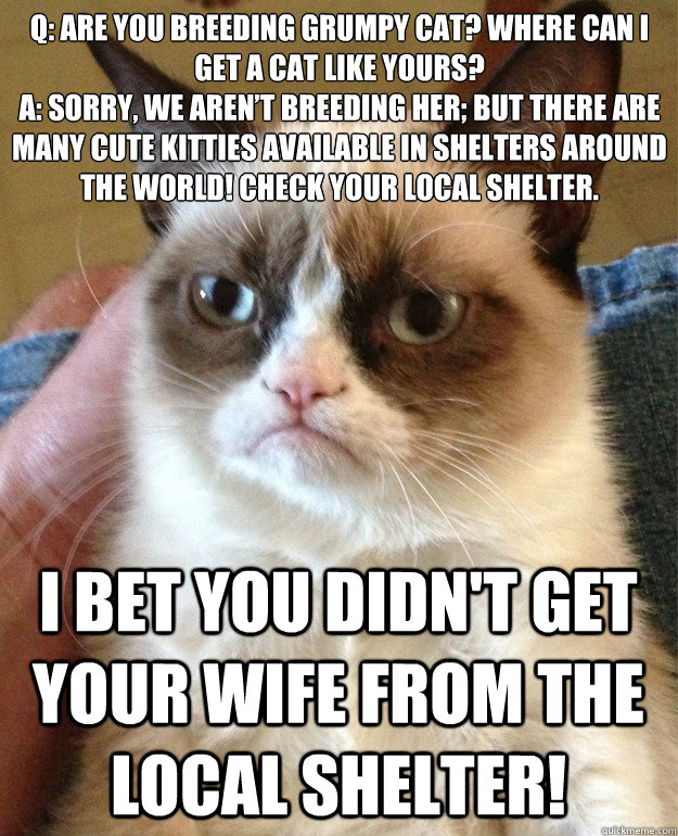 Q: Are you breeding Grumpy Cat? Where can I get a cat like yours?
A: Sorry, we aren’t breeding her; but there are many cute kitties available in shelters around the world! Check your local shelter. I bet you didn't get your wife from the local shelt - Q: Are you breeding Grumpy Cat? Where can I get a cat like yours?
A: Sorry, we aren’t breeding her; but there are many cute kitties available in shelters around the world! Check your local shelter. I bet you didn't get your wife from the local shelt  Misc