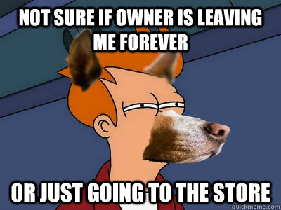 Not sure if owner is leaving me forever or just going to the store - Not sure if owner is leaving me forever or just going to the store  Dog Futurama Fry