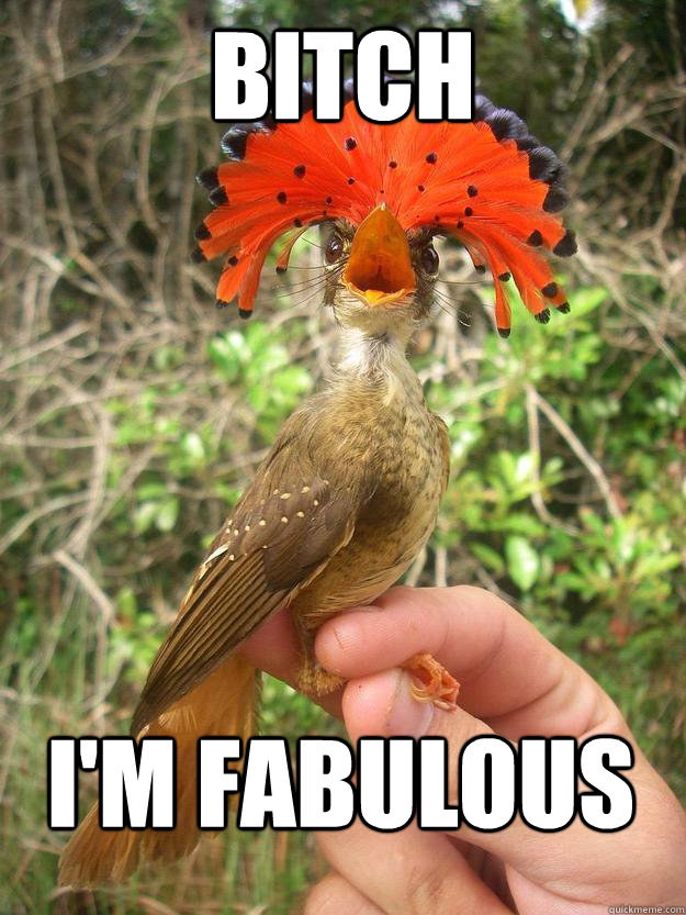 Bitch I'm fabulous - Bitch I'm fabulous  Fabulous bird