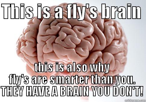 Tiny brain smarter than you - THIS IS A FLY'S BRAIN  THIS IS ALSO WHY FLY'S ARE SMARTER THAN YOU. THEY HAVE A BRAIN YOU DON'T! Scumbag Brain