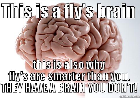 THIS IS A FLY'S BRAIN  THIS IS ALSO WHY FLY'S ARE SMARTER THAN YOU. THEY HAVE A BRAIN YOU DON'T! Scumbag Brain