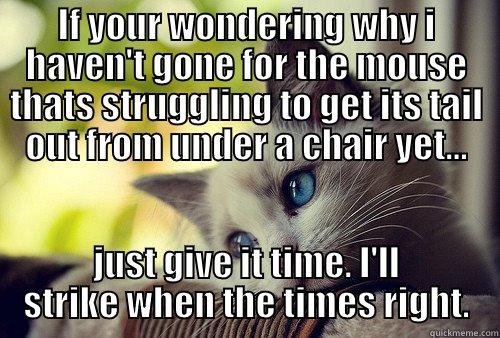 IF YOUR WONDERING WHY I HAVEN'T GONE FOR THE MOUSE THATS STRUGGLING TO GET ITS TAIL OUT FROM UNDER A CHAIR YET... JUST GIVE IT TIME. I'LL STRIKE WHEN THE TIMES RIGHT. First World Problems Cat