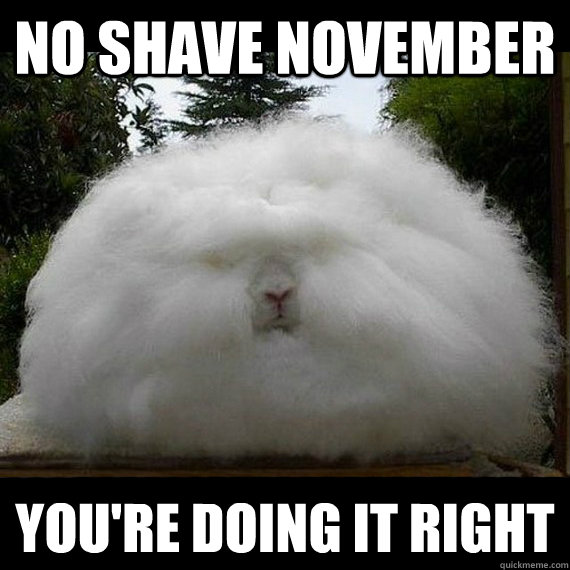 No shave november You're doing it right - No shave november You're doing it right  No shave November Angora Rabbit