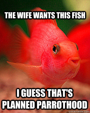 The wife wants this fish i guess that's Planned Parrothood  Happy Parrot Fish