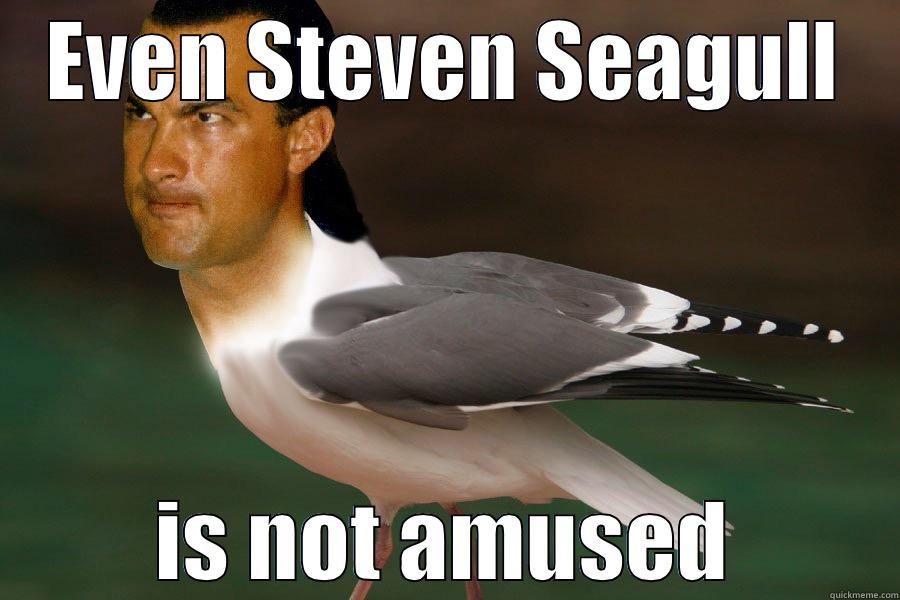 steve segull - EVEN STEVEN SEAGULL IS NOT AMUSED Misc