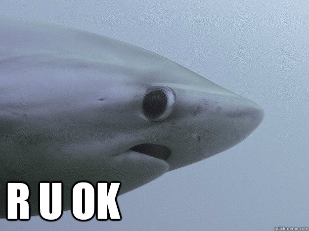  R U OK -  R U OK  Shy Shark