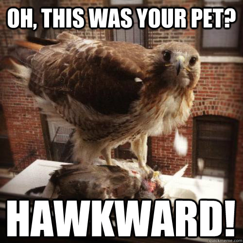 oh, this was your pet? HAWKWARD! - oh, this was your pet? HAWKWARD!  How hawkward