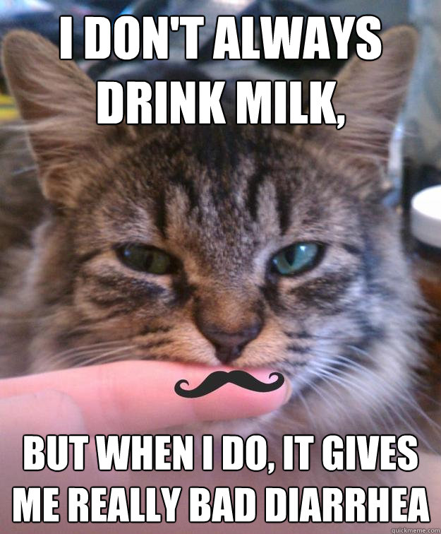 I don't always drink milk, but when I do, it gives me really bad diarrhea  The Most Interesting Cat in the World