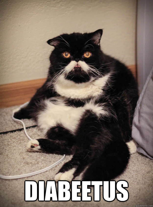  diabeetus -  diabeetus  Wilford Brimley Cat