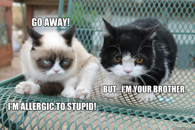 go away! I'm allergic to stupid!       but...i'm your brother. - go away! I'm allergic to stupid!       but...i'm your brother.  Grumpy Cat Apprentice