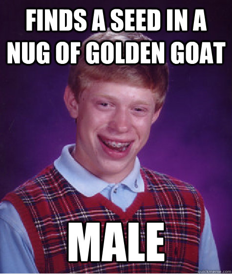 Finds a seed in a nug of golden goat Male  Bad Luck Brian