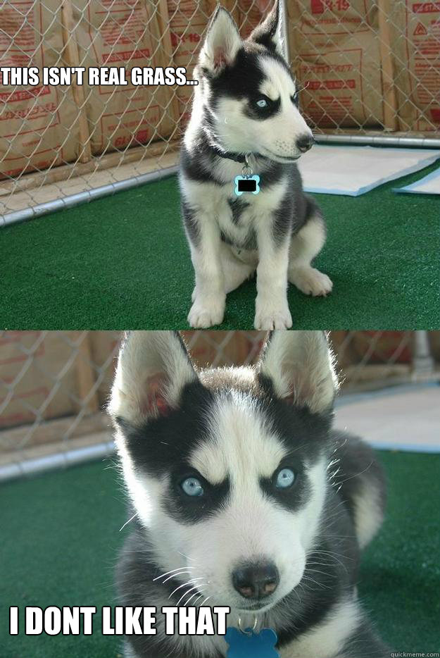this isn't real grass... i dont like that  Insanity puppy