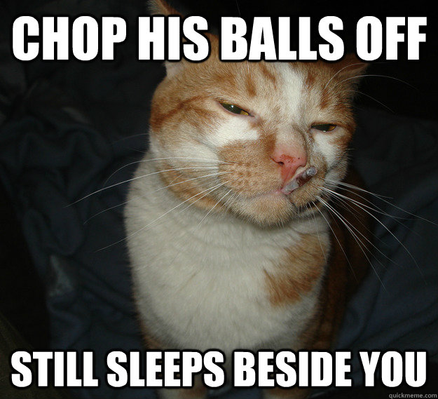 Chop his balls off Still sleeps beside you  Cool Cat Craig