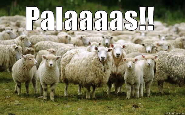 PALAAAAS!!  Misc