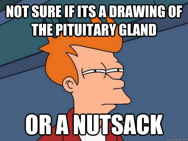 Not sure if its a drawing of the pituitary gland Or a nutsack - Not sure if its a drawing of the pituitary gland Or a nutsack  Futurama Fry