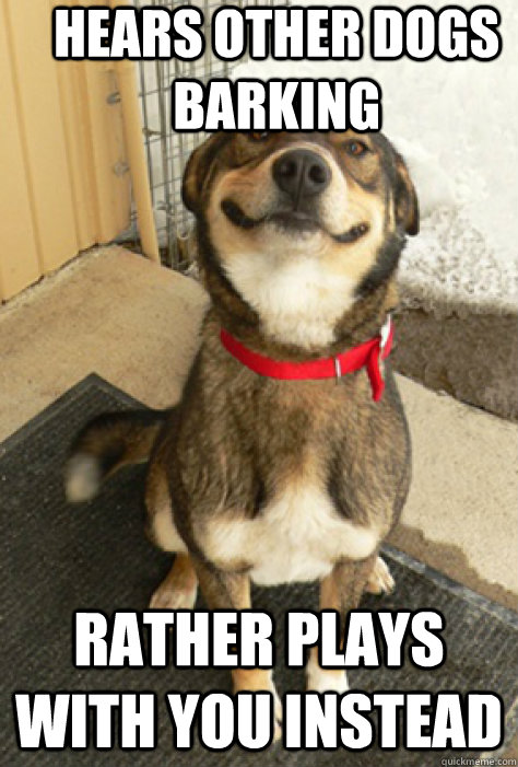 HEars other Dogs Barking Rather plays with you instead  Good Guy Dog