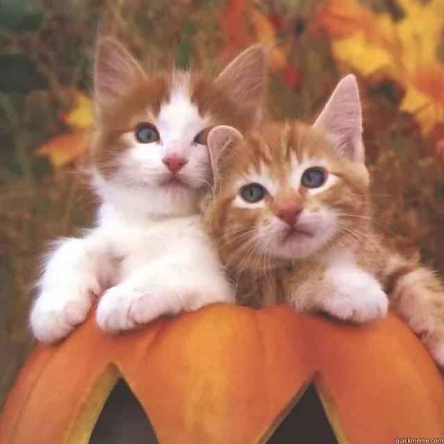    -     my friend's cats on a pumpkin together 