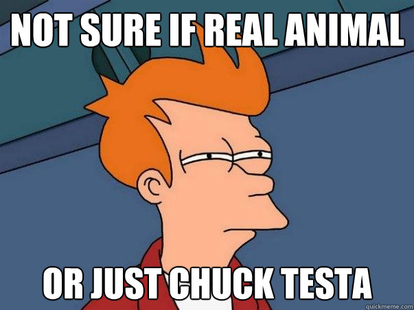 Not sure if real animal or just Chuck Testa    Not sure Fry