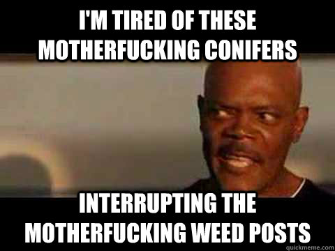 i'm tired of these motherfucking conifers interrupting the motherfucking weed posts  Samuel L Jackson