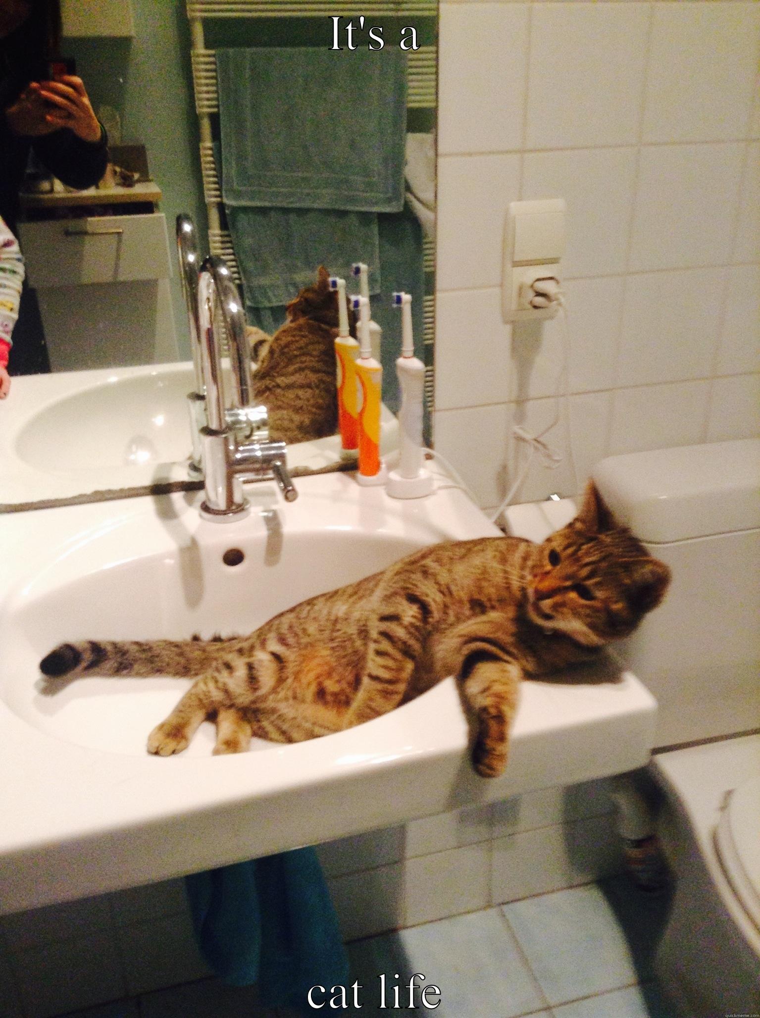 IT'S A CAT LIFE Misc