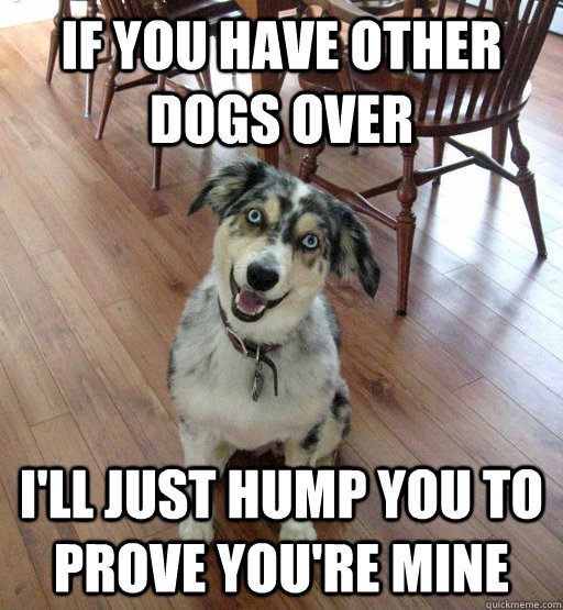 If you have other dogs over I'll just hump you to prove you're mine  Overly Attached Dog