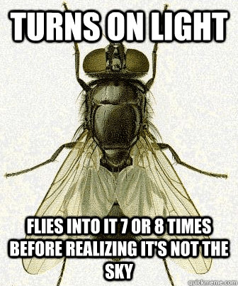 Turns on light flies into it 7 or 8 times before realizing it's not the sky  Fly logic