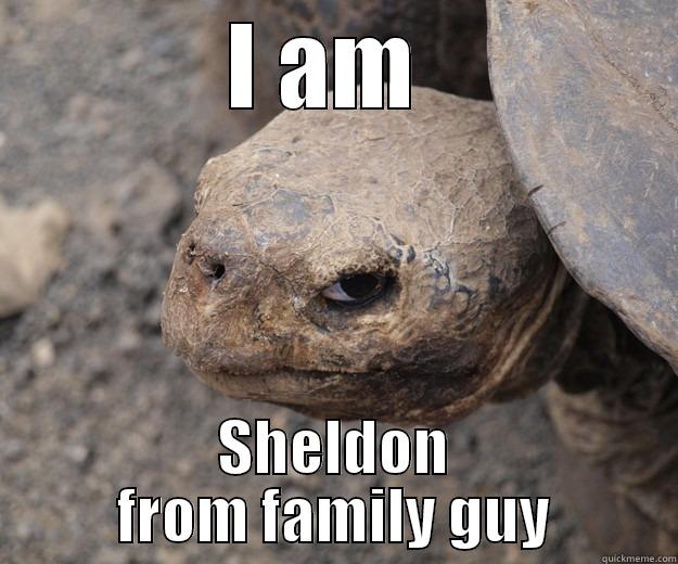 Sheldon family guy - I AM  SHELDON FROM FAMILY GUY Angry Turtle