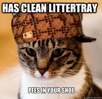 has clean littertray pees in your shoe  Scumbag Cat